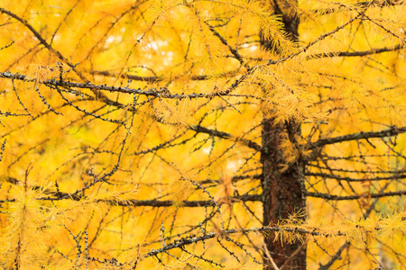 Autumn yellow larch treeの写真素材