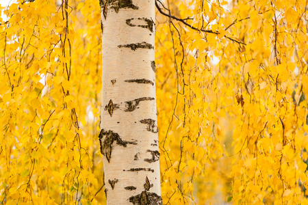 Birch trunk and vibrant yellow leavesの写真素材