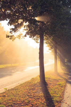 Beautiful sun rays through tree next to a roadの写真素材