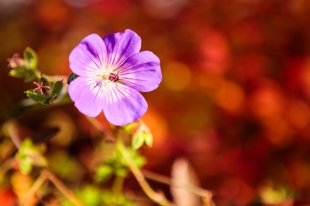 Purple flower and vibrant red backgroundの写真素材