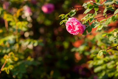 Pink roseの写真素材