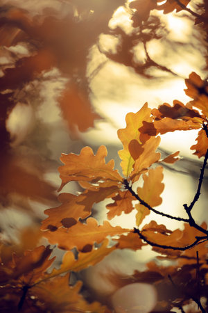 Colorful autumn leaves
