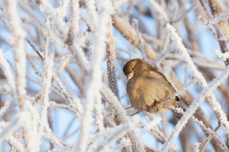 Sparrow sitting in frost bushの写真素材