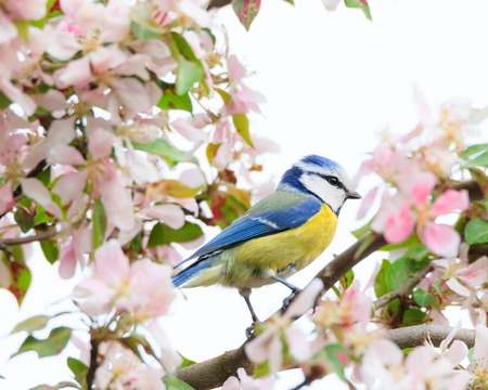 Little bird in beautiful cherry treeの写真素材