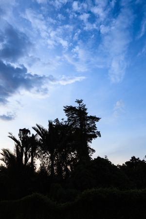 Clouds and tree silhouettes after sunsetの写真素材