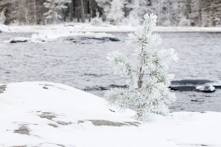Small tree covered in snowの写真素材