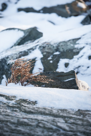 Wild heather at winterの写真素材