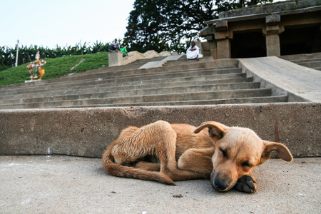 Young stray dog sleepingの写真素材
