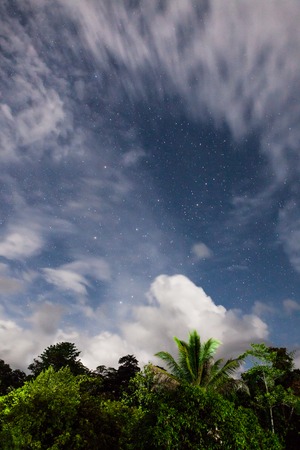 Rainforest treetops and starry skyの写真素材
