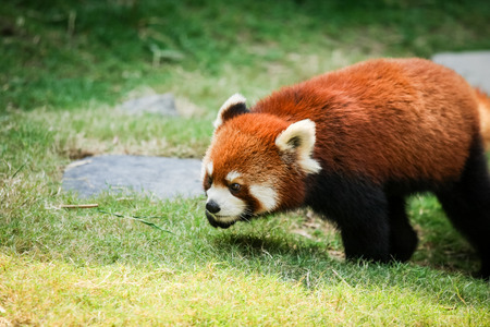 Red panda walking on grassの写真素材