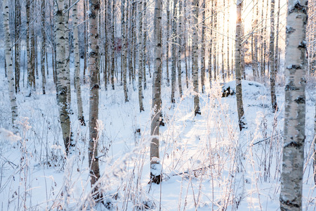 Snowy birch forest and sun lightの写真素材