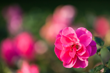 Pink rose and dew dropsの写真素材
