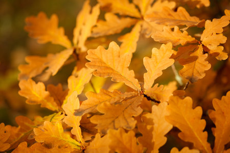 Colorful autumn leaves