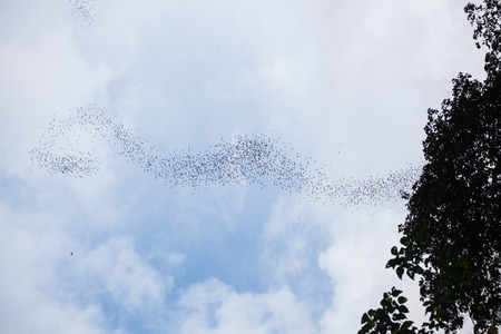 Bats flying in gunung mulu national parkの写真素材