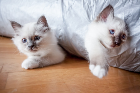 Two funny kittens playingの写真素材