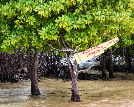 Mangrove tour sign in treeの写真素材