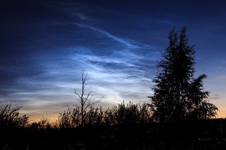Tree silhouette noctilucent clouds backgroundの写真素材