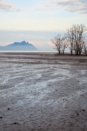 Dead trees in beach at low tideの写真素材