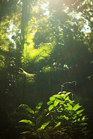 Small plant growing in rainforestの写真素材