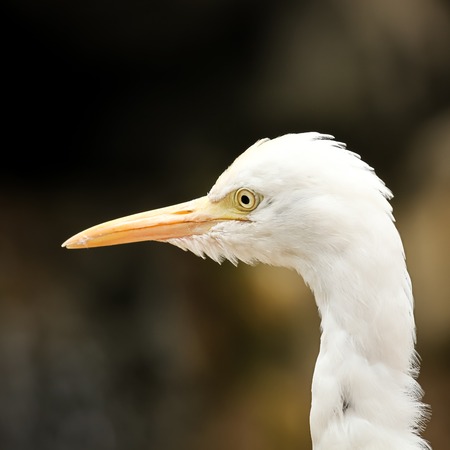 Cattle egret portraitの写真素材