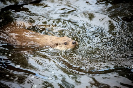Beaver swimmingの写真素材