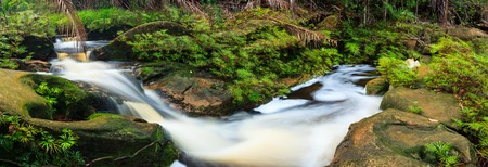 Small stream in rainforest panoramaの写真素材