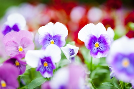 Beautiful violet flowersの写真素材