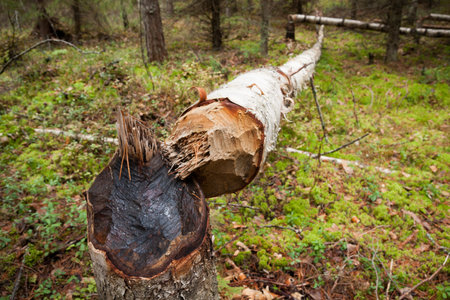 Fallen tree cut by beaver
