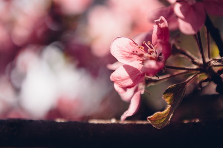 Beautiful vivid apple tree flowers at springの写真素材