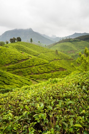 Tea plantations at munnar india on a cloudy dayの写真素材