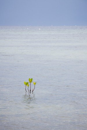 Small mangrove tree twig in waterの写真素材