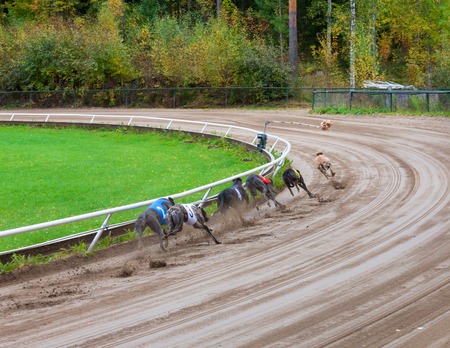 Greyhound dogs racing on sand trackの写真素材