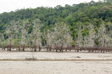Dead trees in beach at low tide in bako national park sarawak borneo malaysiaの写真素材