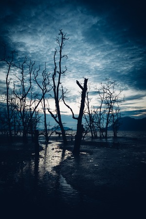 Muddy beach and dead forest at twilightの写真素材