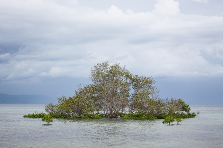 Mangrove tree in water bali indonesiaの写真素材