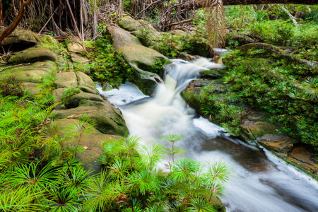 Small stream at the jungle of bako national park in malaysia borneo