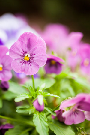 Group beautiful violet flowers close-up