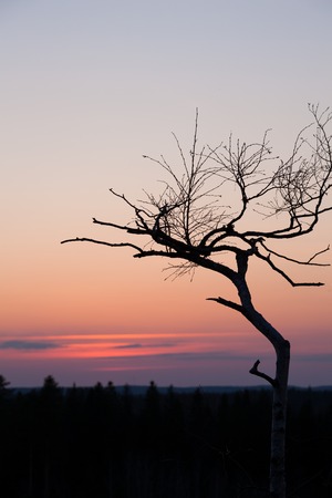 Small tree silhouette after sunset twilightの写真素材