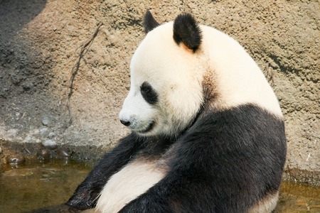 Giant panda enjoying a bathの写真素材