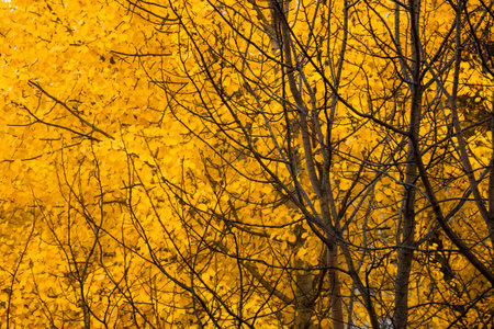 Yellow aspen foliage background at autumn