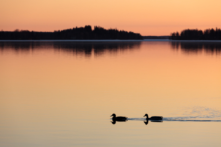 Two ducks swimming in lake at sunset timeの写真素材