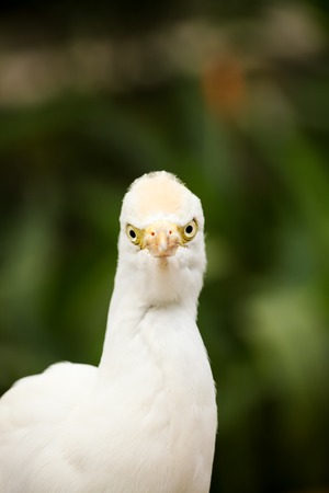 White cattle egret portraitの写真素材