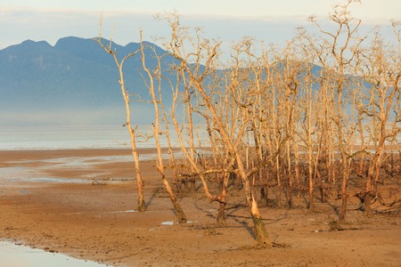 Dead trees in beach at low tide in bako national park sarawak borneo malaysiaの写真素材