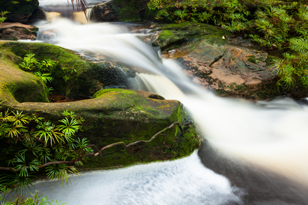 Small stream at the jungle of bako national park in malaysia borneoの写真素材