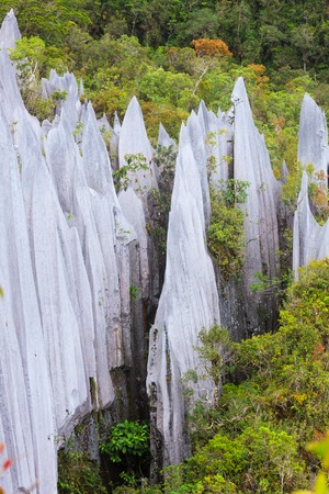 limestone pinnacles formation at gunung mulu national park, borneo, malaysiaの写真素材
