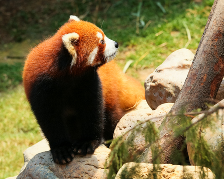 Red panda walking at zooの写真素材