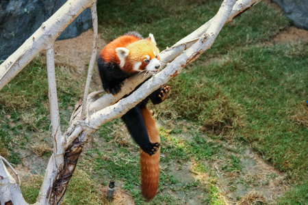 Red panda climbing on tree at zoo