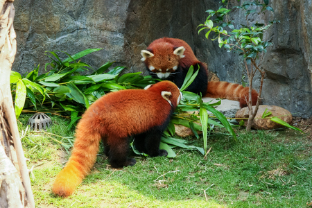 Two cute red panda eating bamboo leavesの写真素材