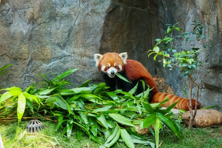 Red panda eating bamboo leavesの写真素材