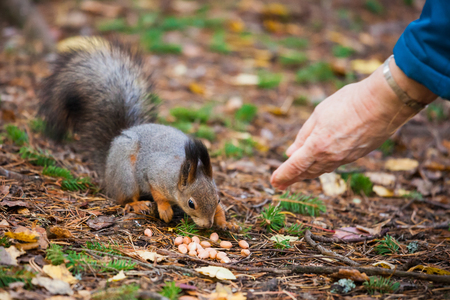 Old woman hand feeding nuts to eurasian red squirrelの写真素材